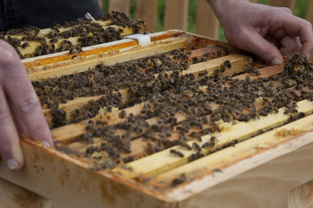 Artist: Peter Coffin - Bees Making Honey A