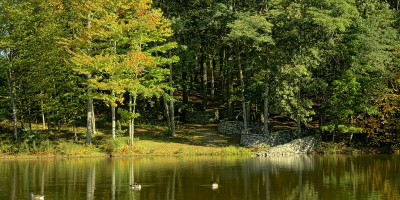 Andy Goldworthy's "Storm King Wall", a stone wall that serpentines through the trees and into the pond below. 