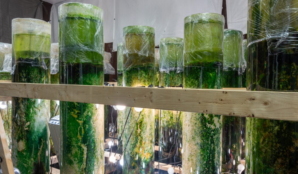 An arrangement of clear columns filled with living colonies of multicolored micro-organisms housed within a brightly lit incubation chamber.