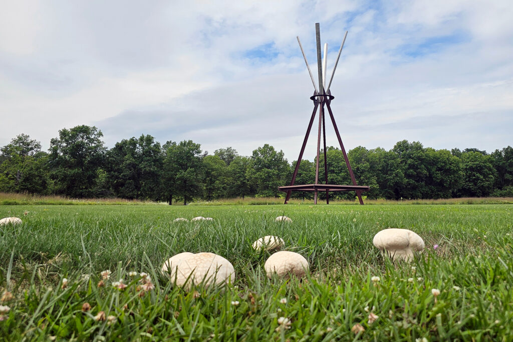 Fungi in the Field